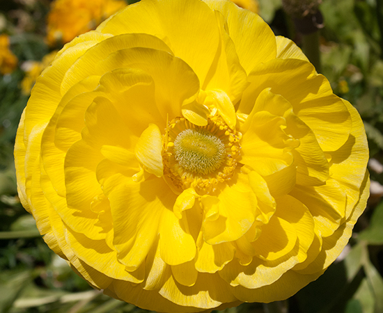 Fields Flowers, Carlsbad, California