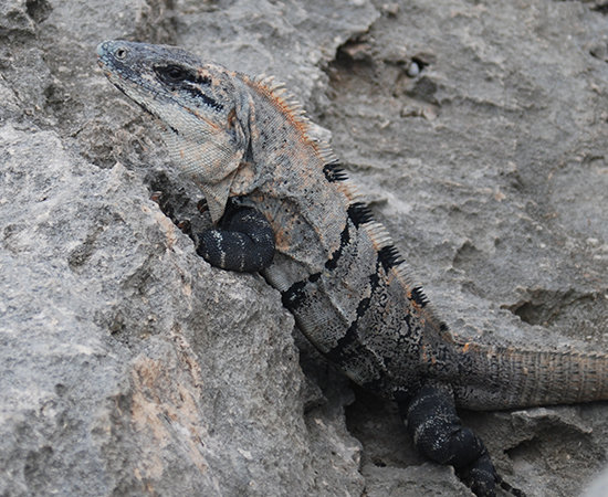 Iguana, Cancún, Quintana Roo, México